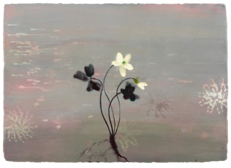 Oxalis 2011 Oxalis 49 x 70 cm encaustiek op houtpaneel
